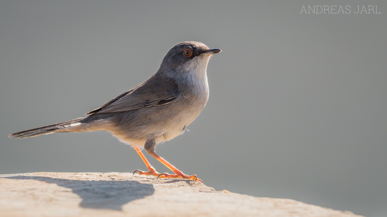 curruca_melanocephala_2855