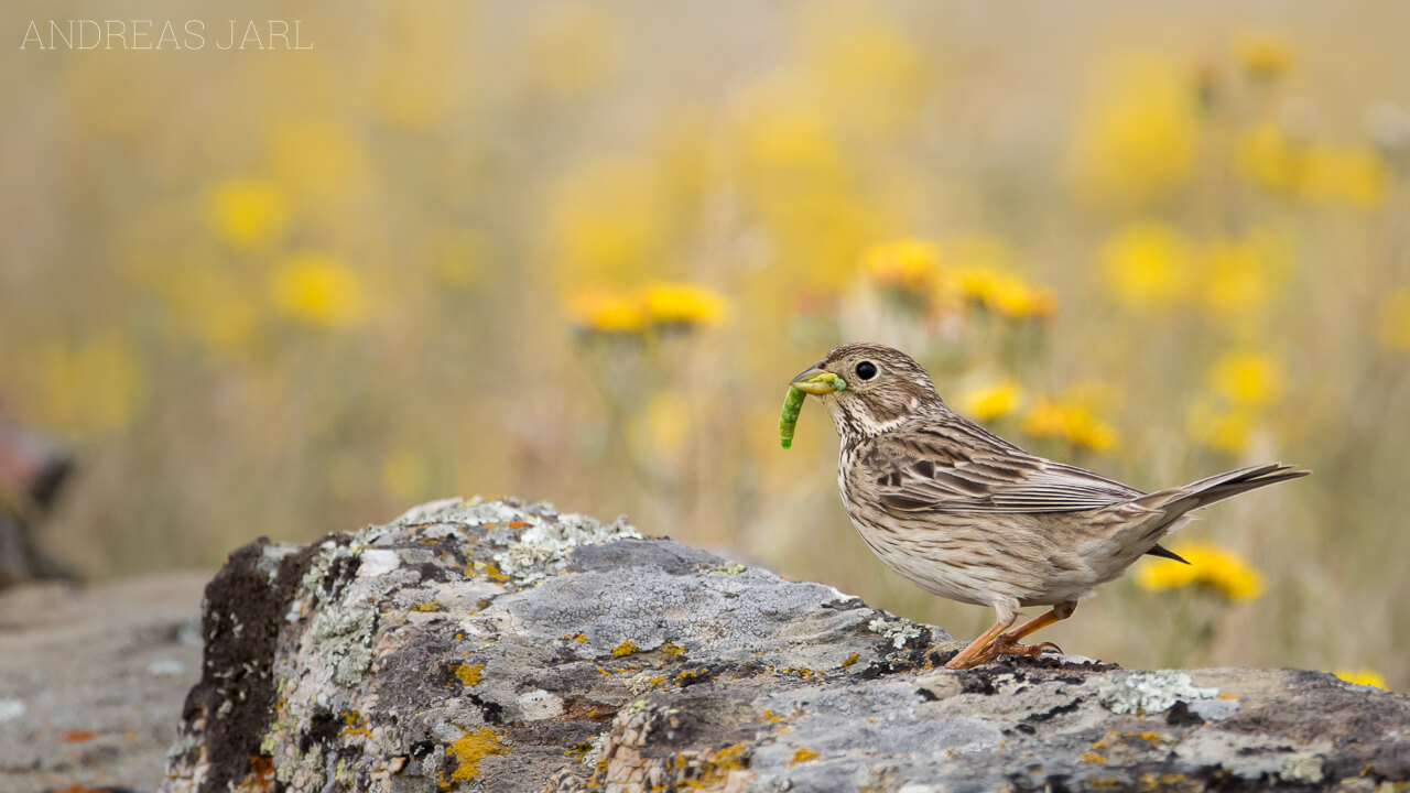 emberiza_calandra_2803