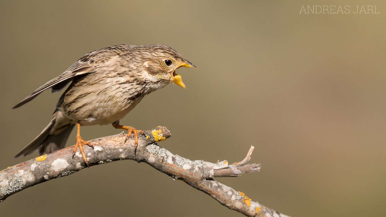 emberiza_calandra_2807