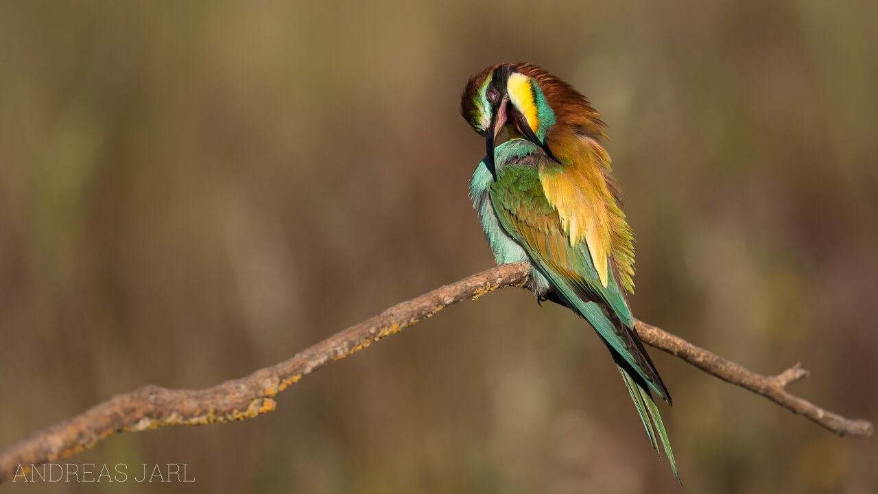 merops_apiaster_2591