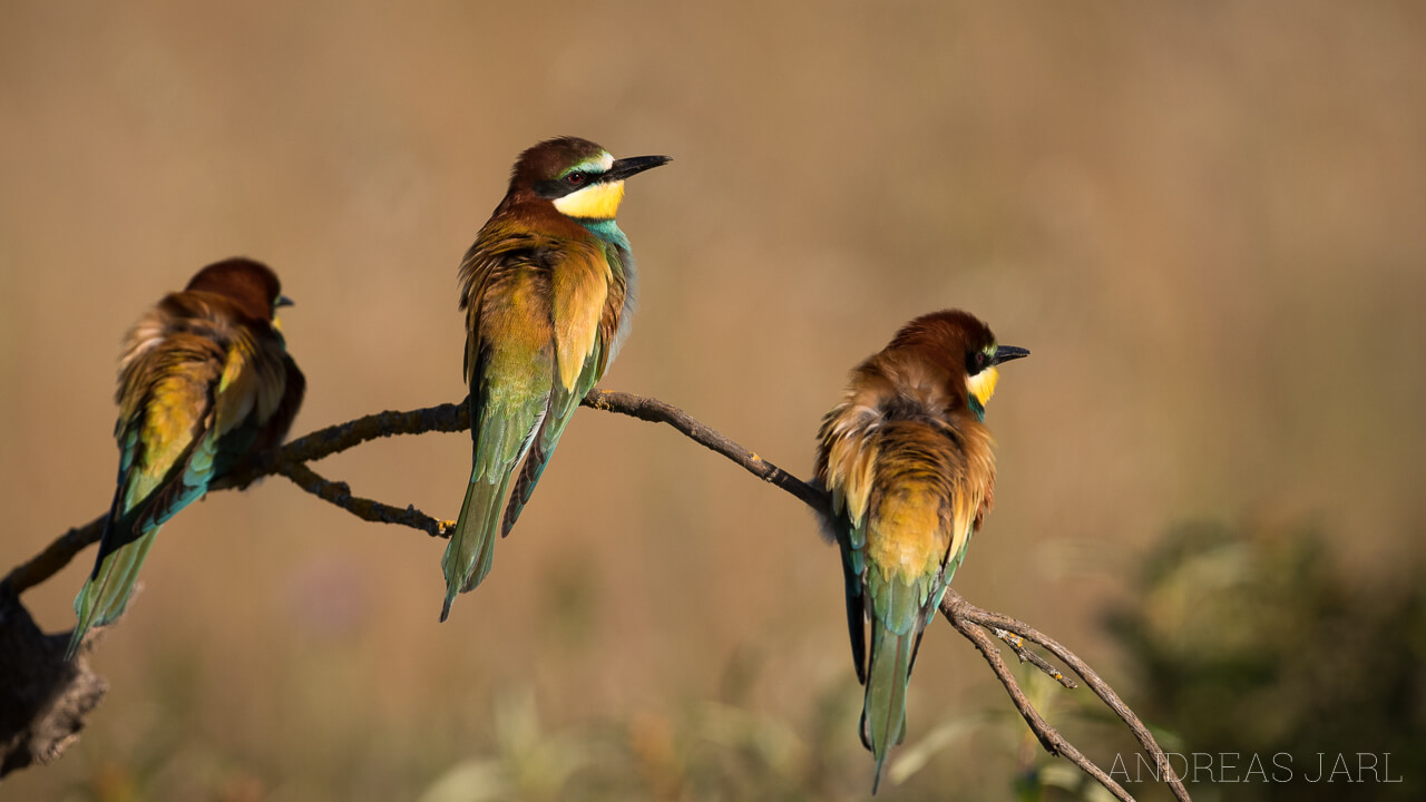 merops_apiaster_2600