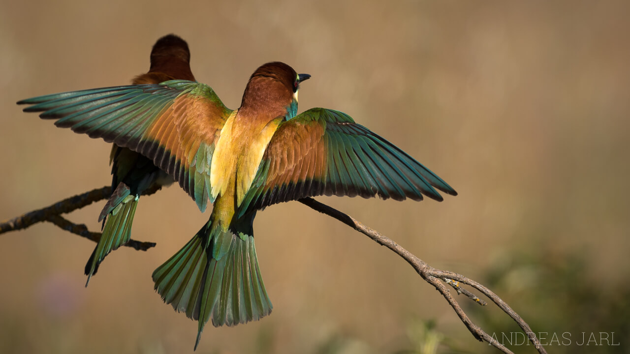 merops_apiaster_2605