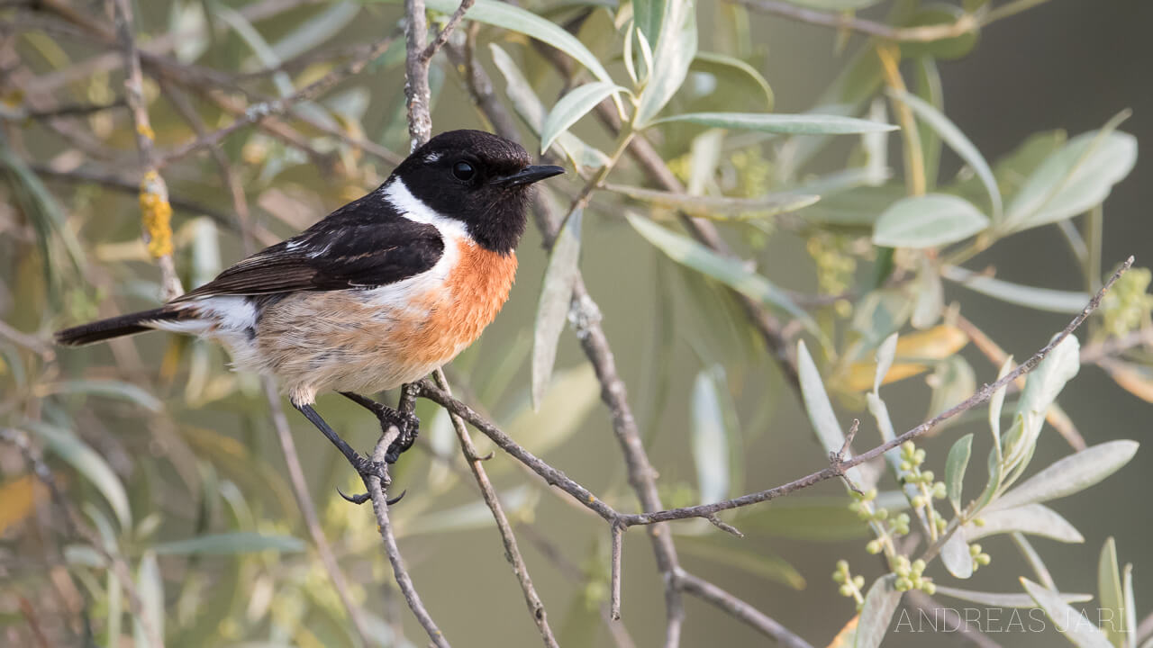 saxicola_rubicola_2662