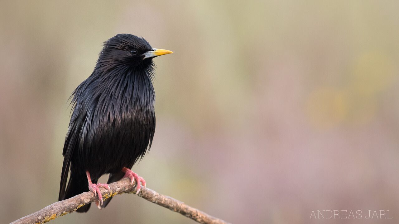 sturnus_unicolor_2565