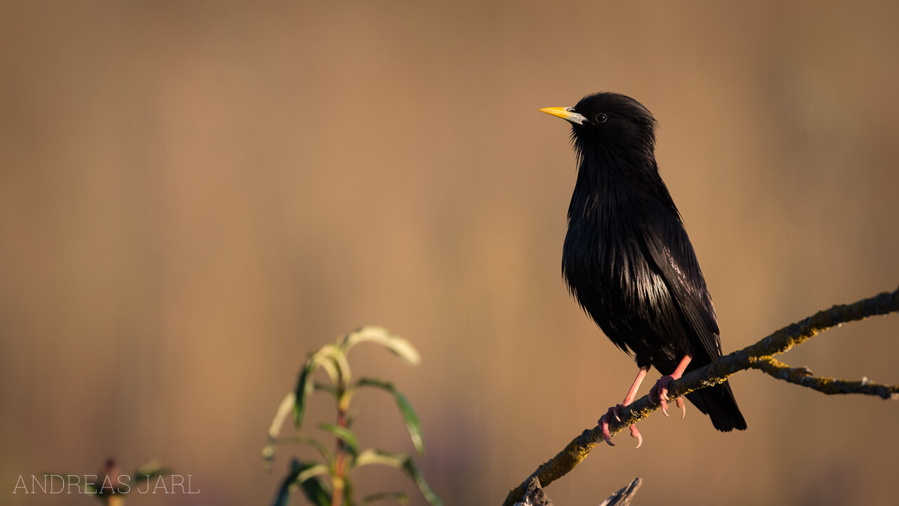 sturnus_unicolor_2570