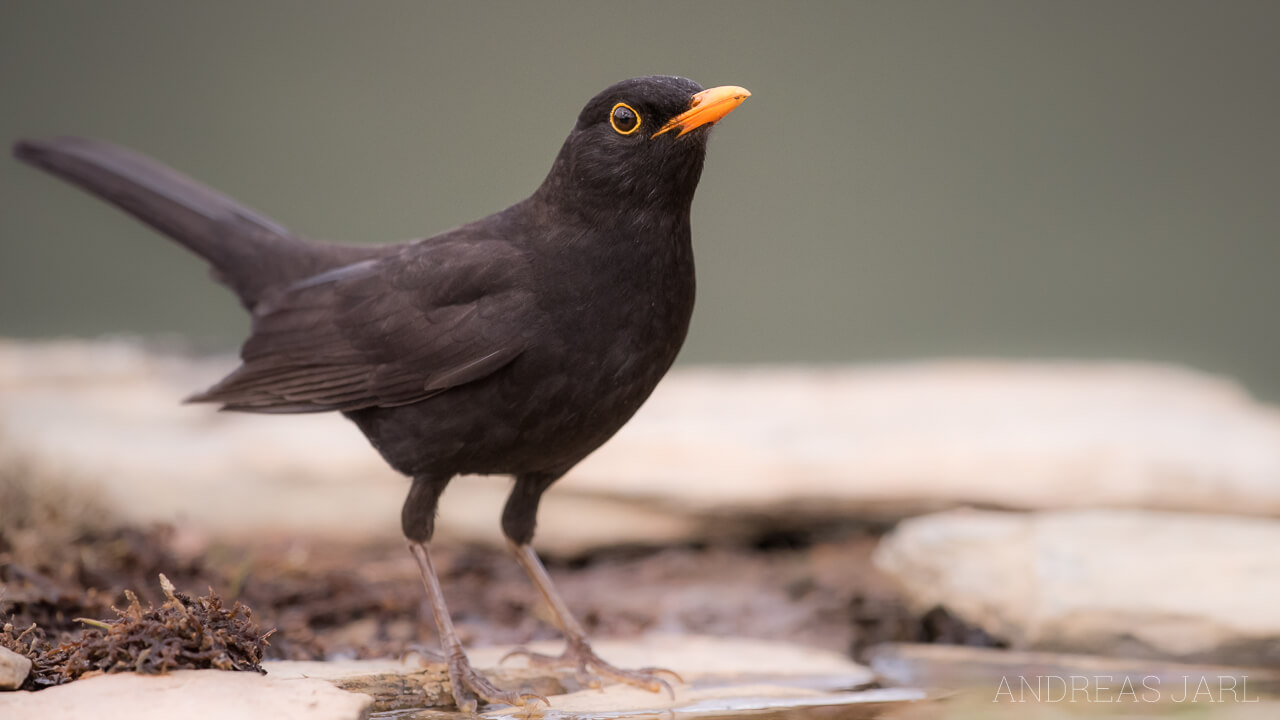 turdus_merula_2871