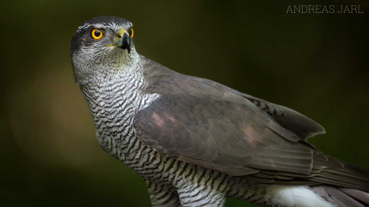 accipiter_gentilis_3354