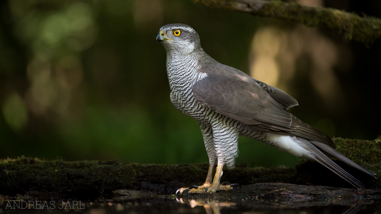 accipiter_gentilis_3355