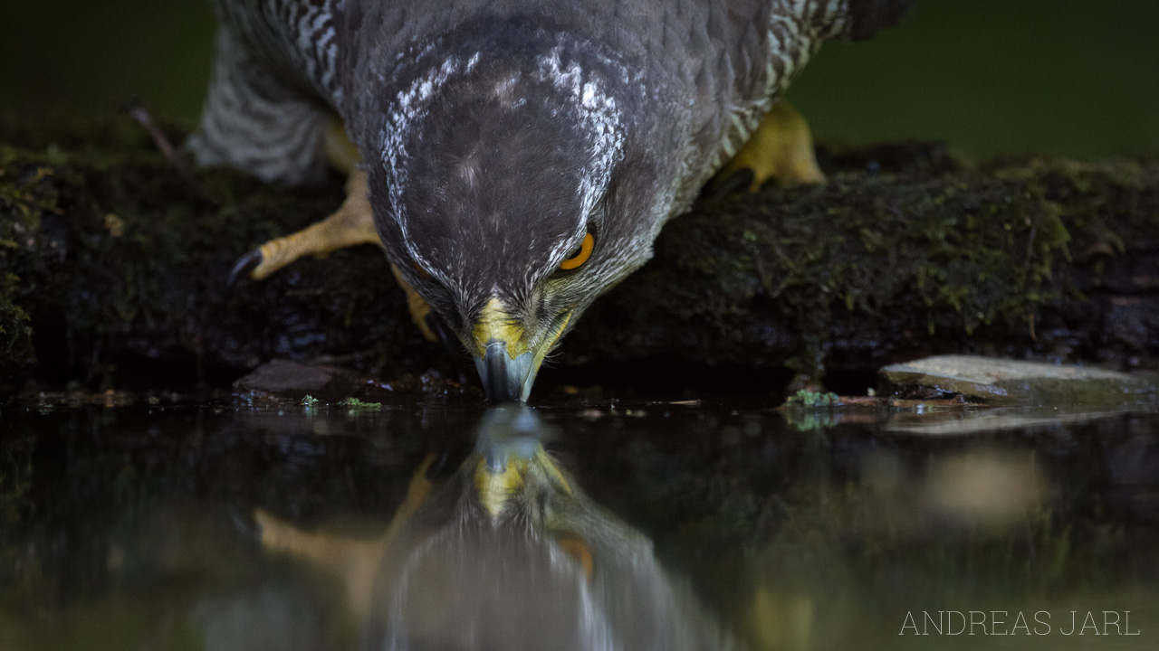 accipiter_gentilis_3358