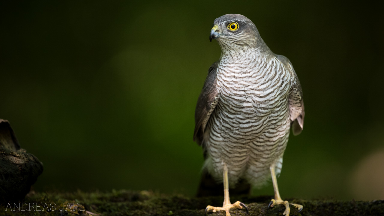 accipiter_nisus_3345