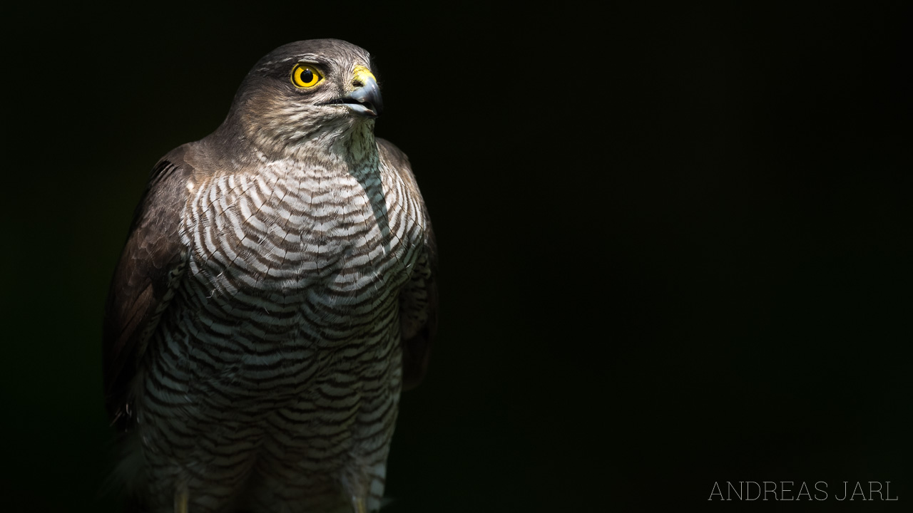 accipiter_nisus_3348