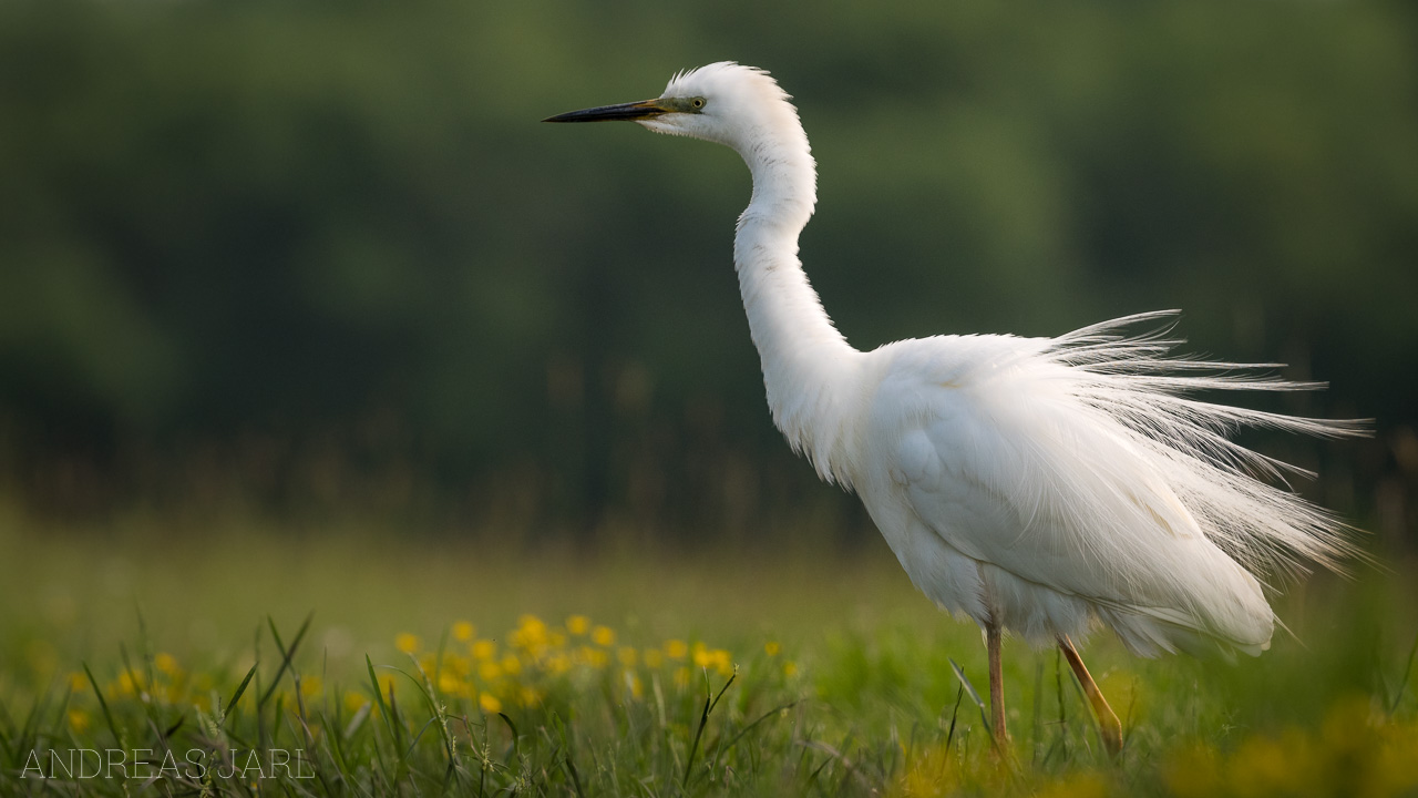 ardea_alba_3452