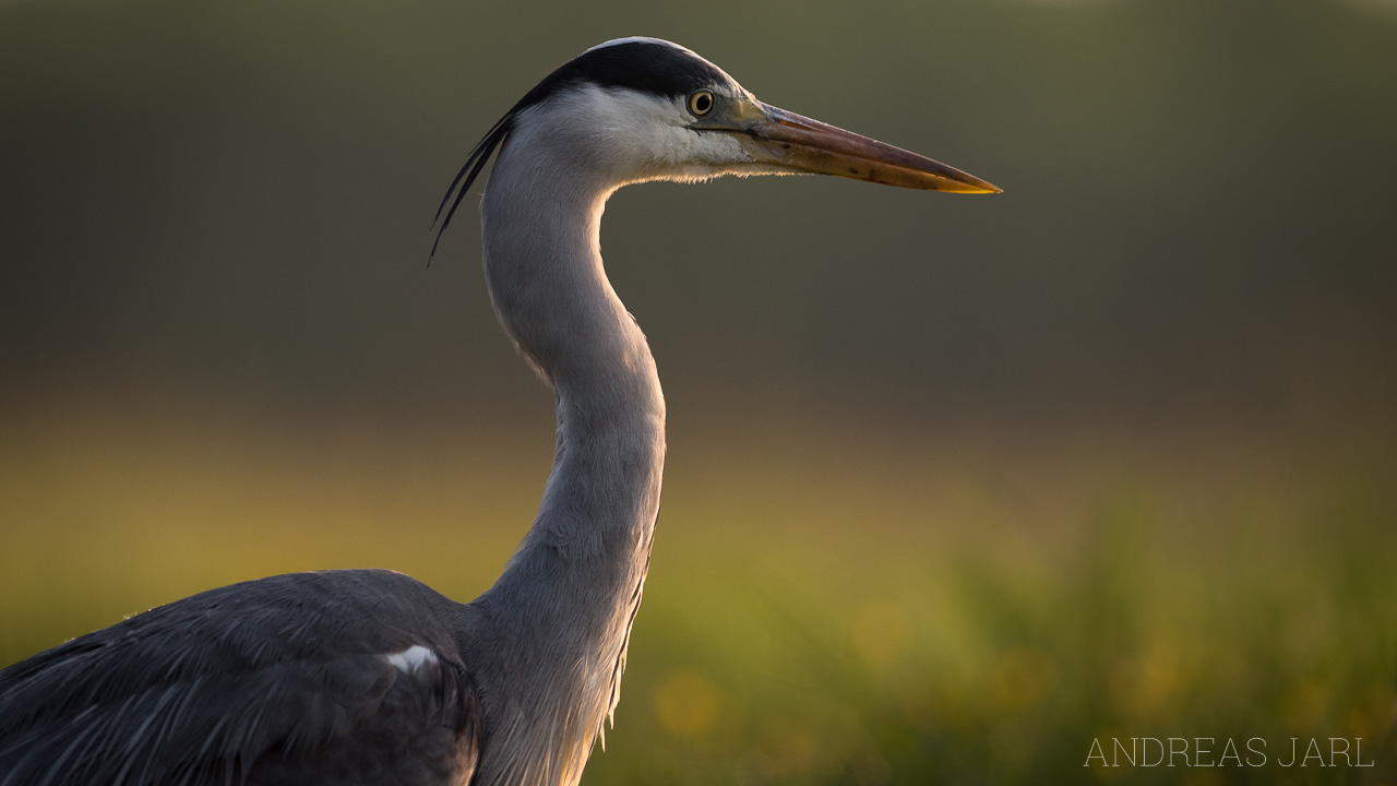 ardea_cinerea_3368