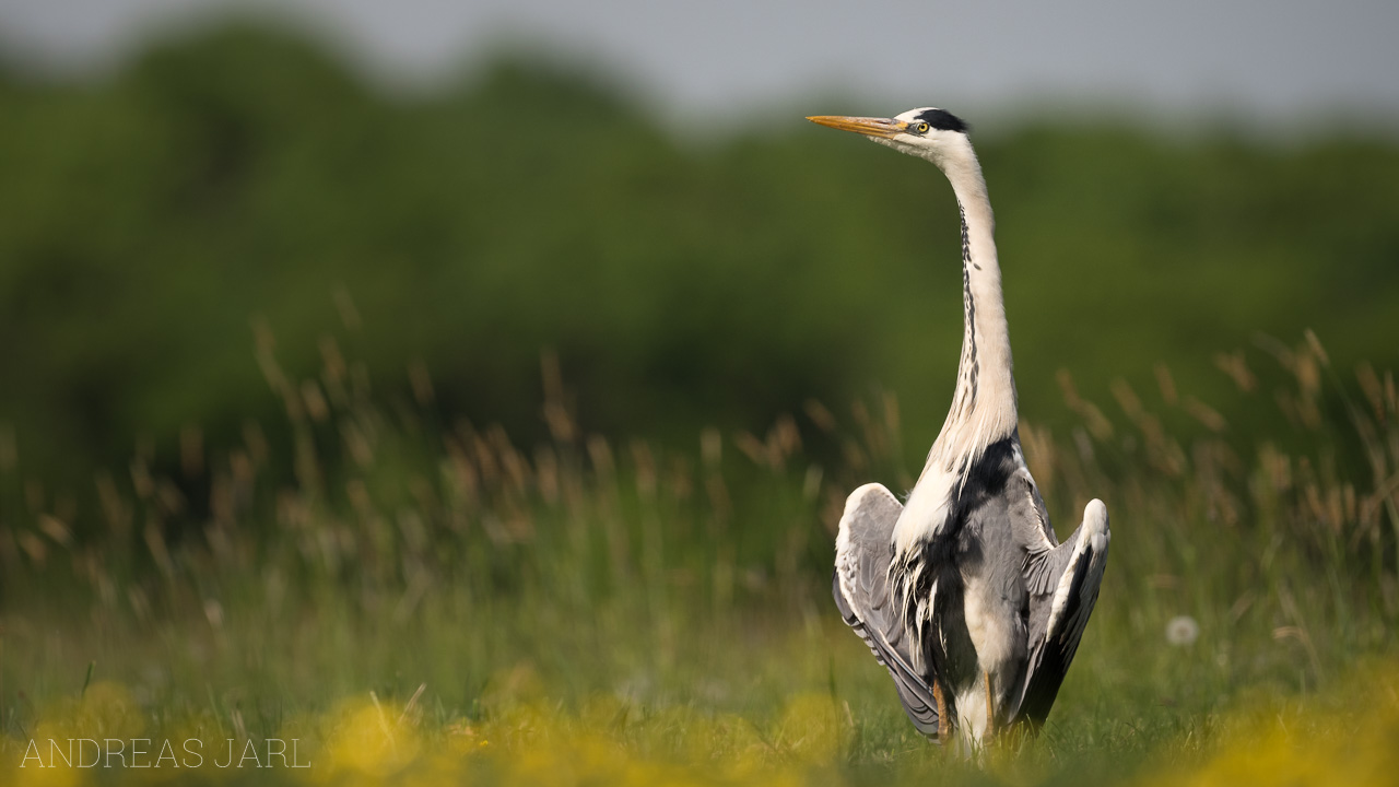 ardea_cinerea_3374