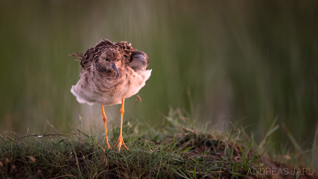 calidris_pugnax_3313