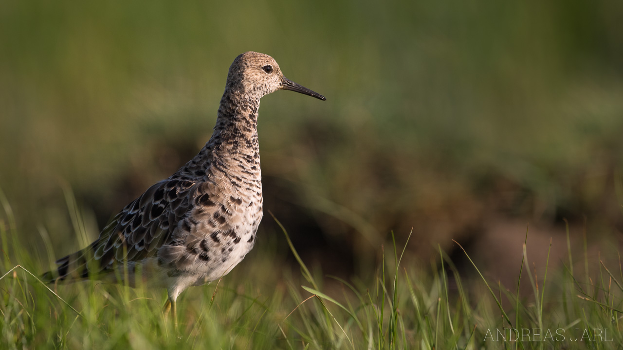 calidris_pugnax_3316