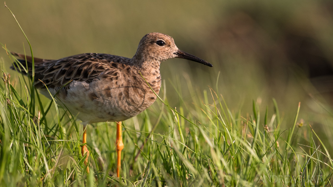 calidris_pugnax_3317