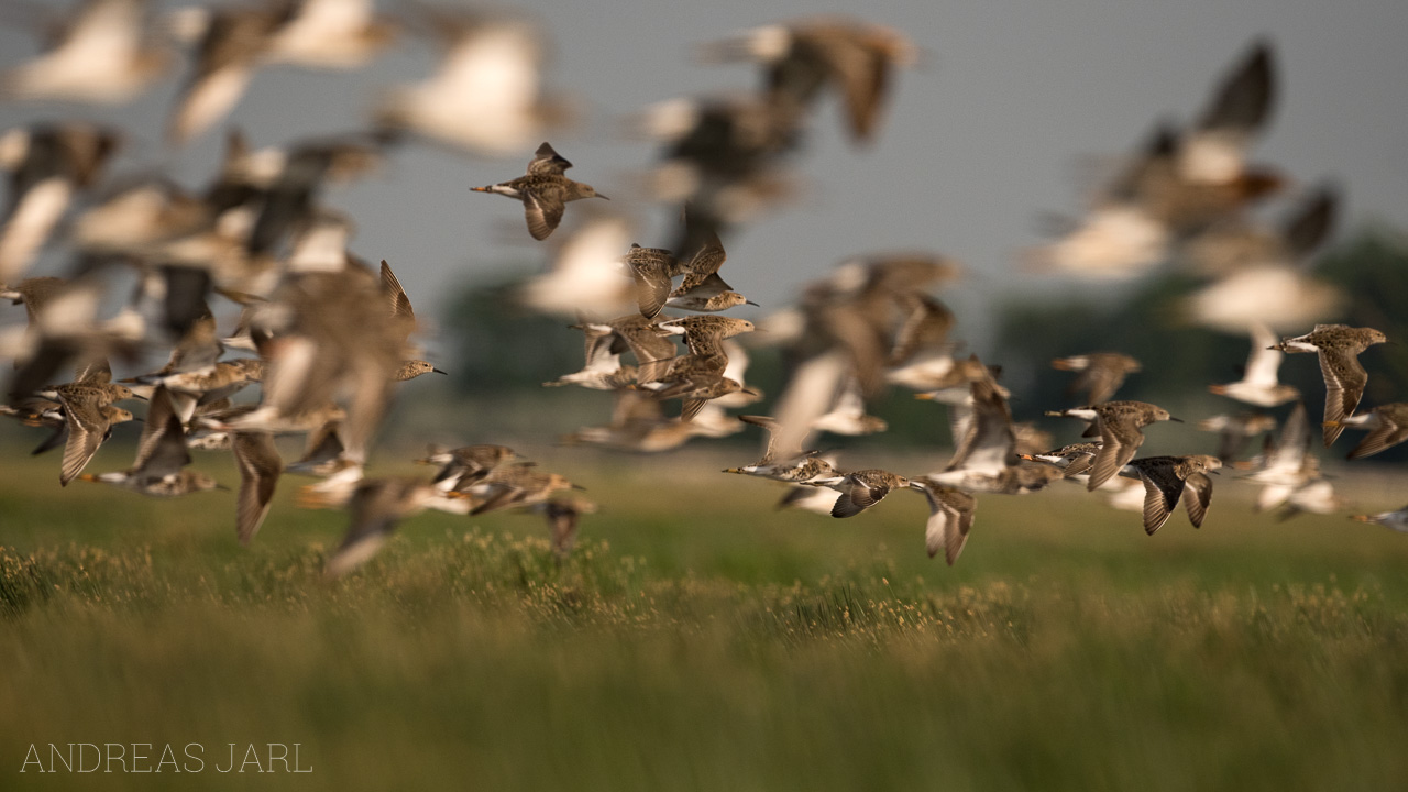 calidris_pugnax_3319