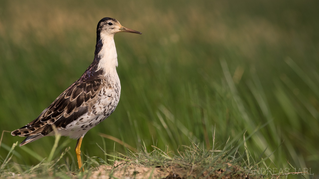 calidris_pugnax_3322