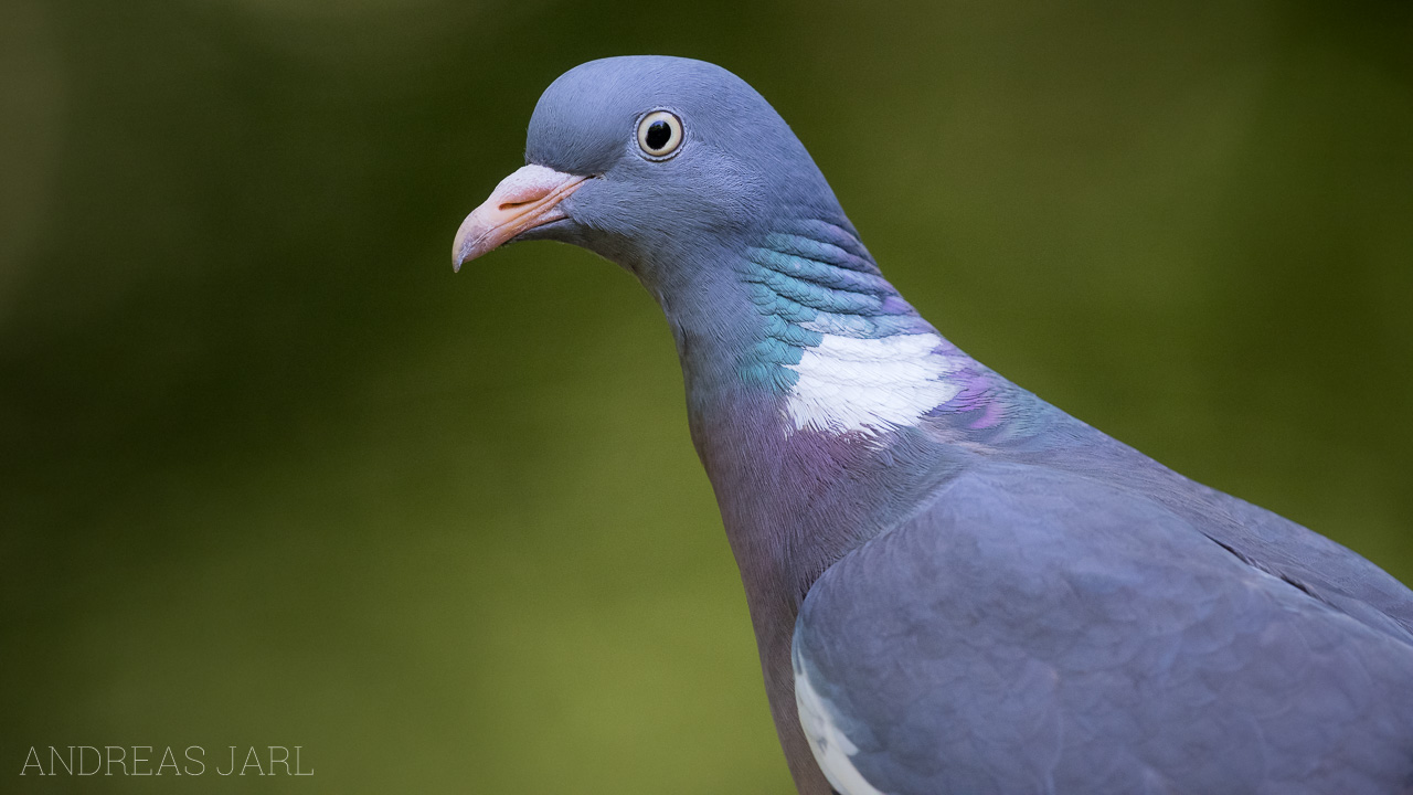 columba_palumbus_3391