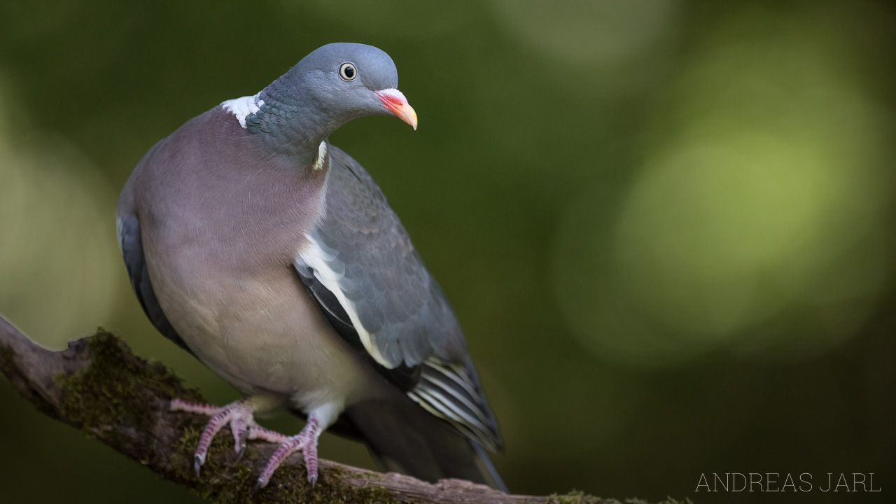 columba_palumbus_3393