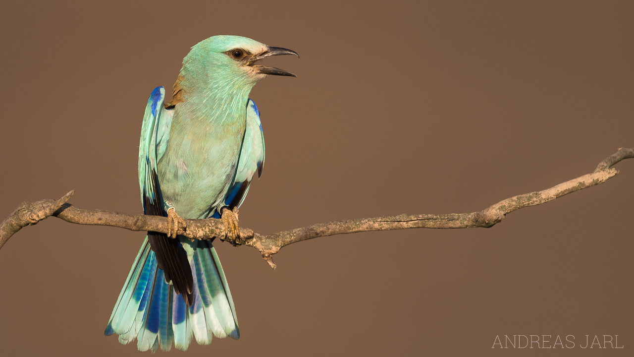 coracias_garrulus_3294