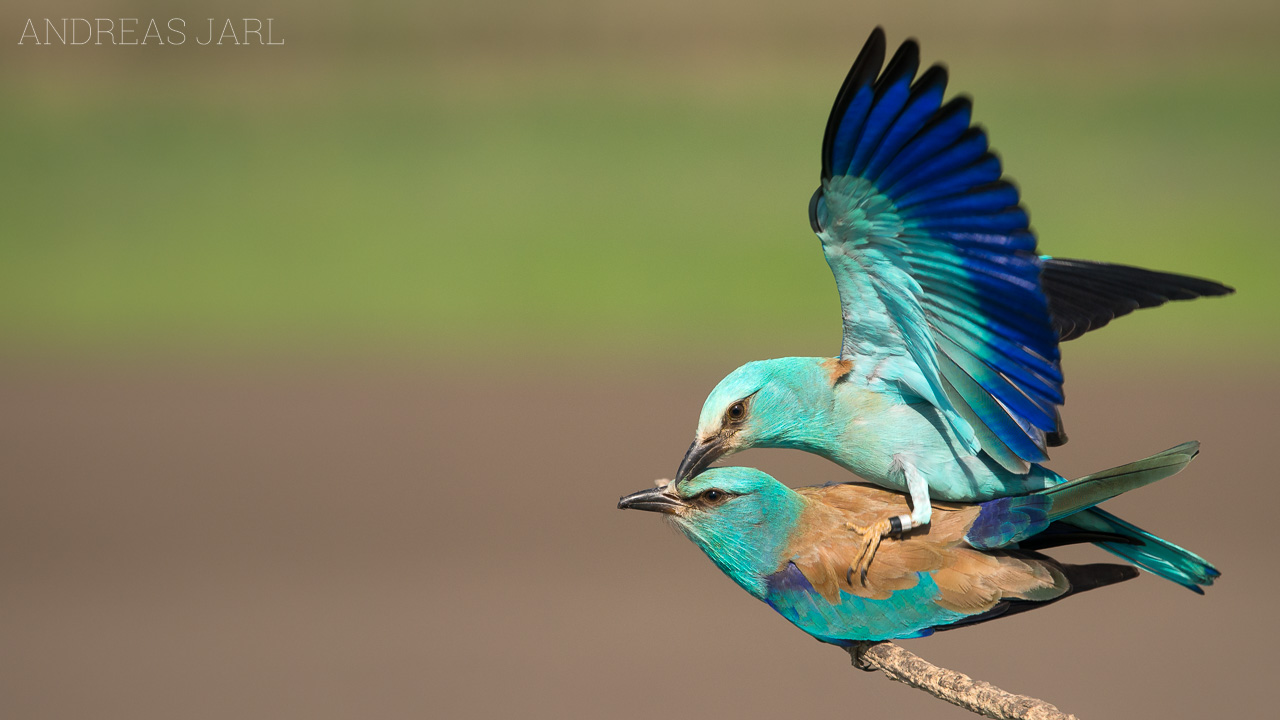 coracias_garrulus_3303