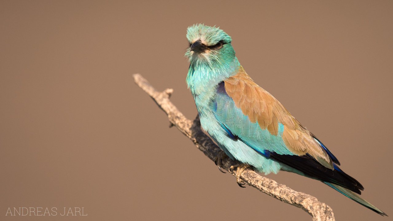 coracias_garrulus_3305