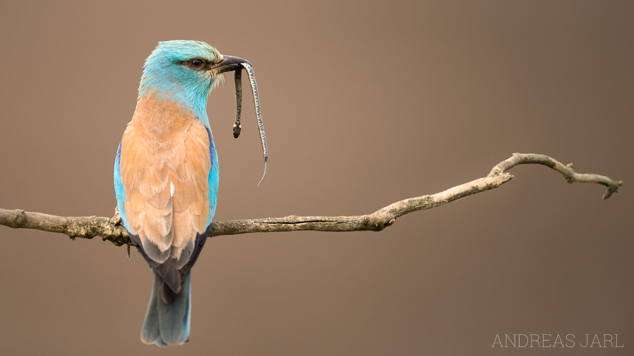 coracias_garrulus_3309