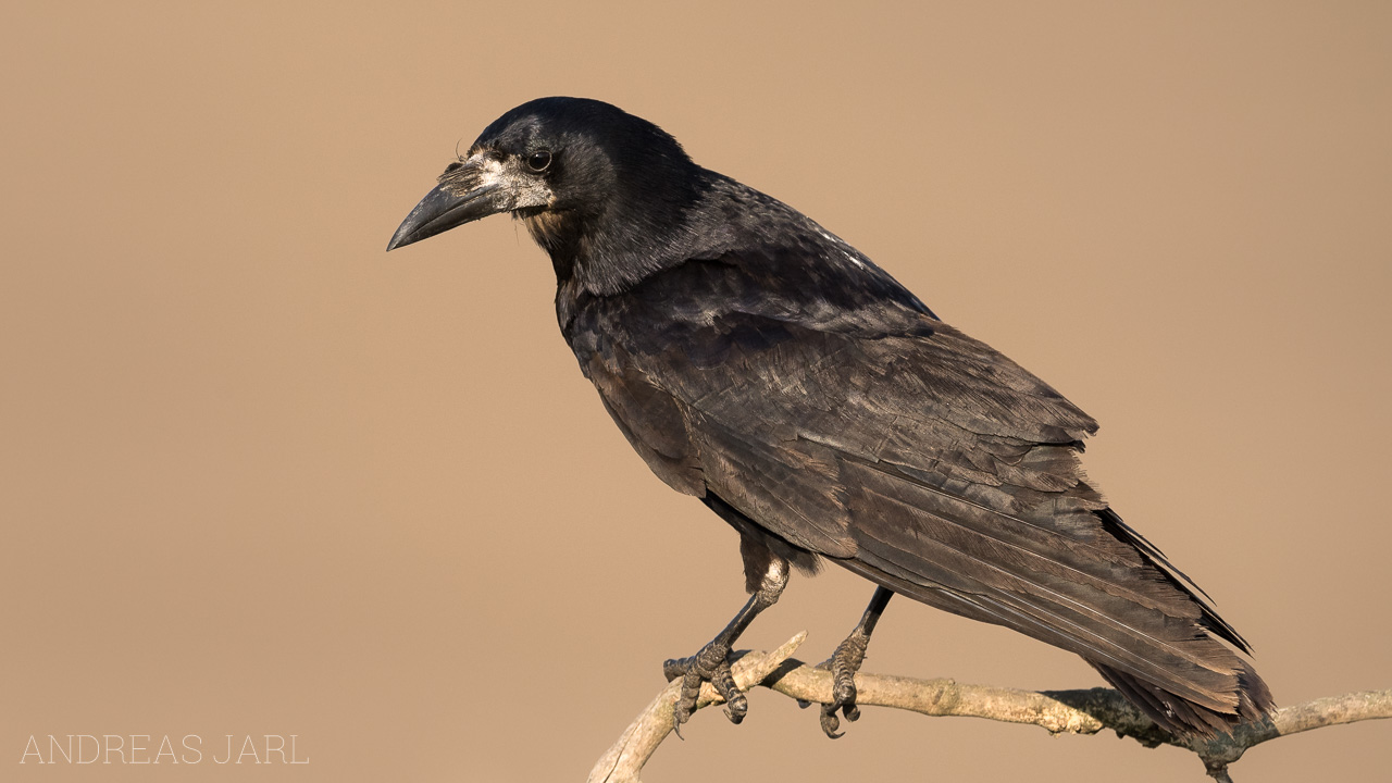 corvus_frugilegus_3453