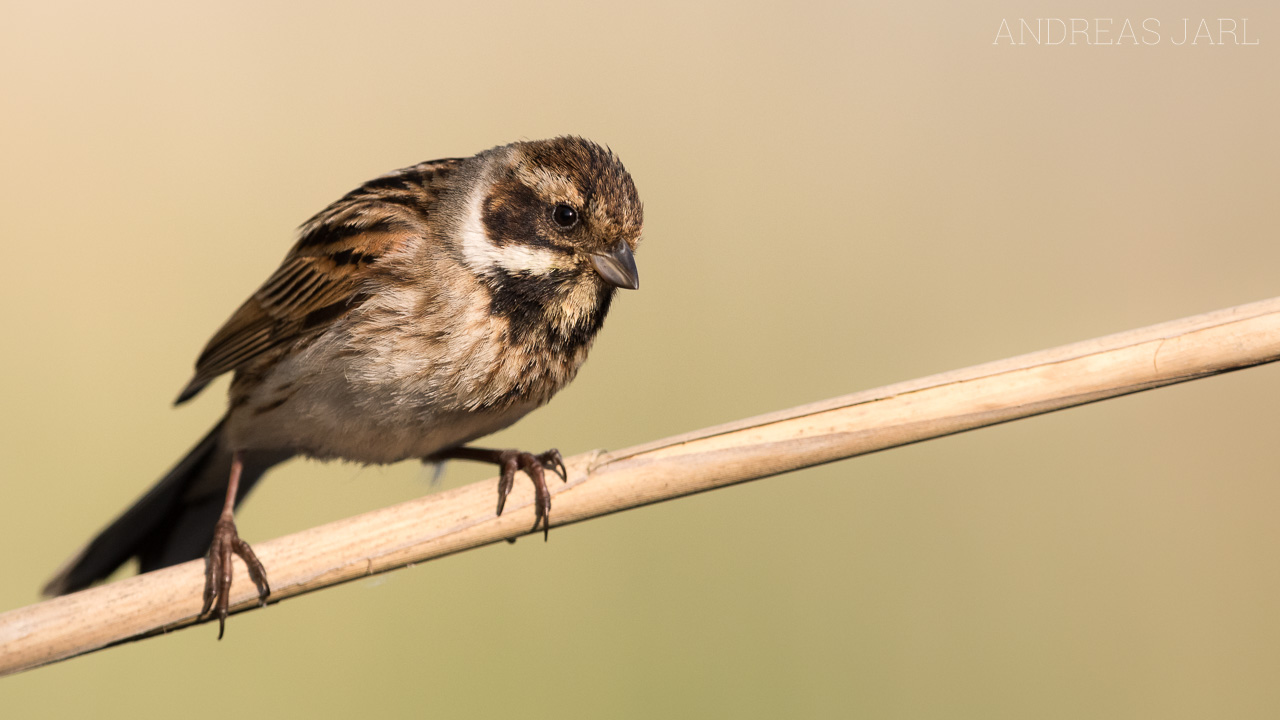 emberiza_schoeniclus_3429