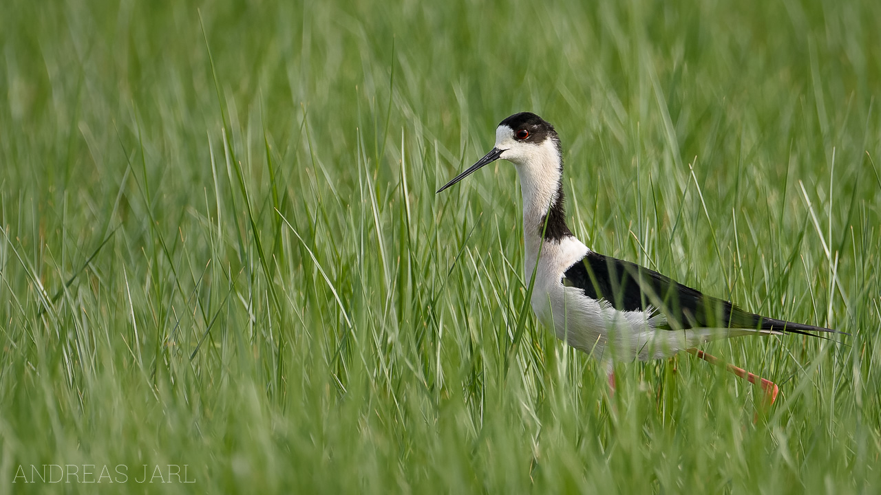 himantopus_himantopus_3417_dxo