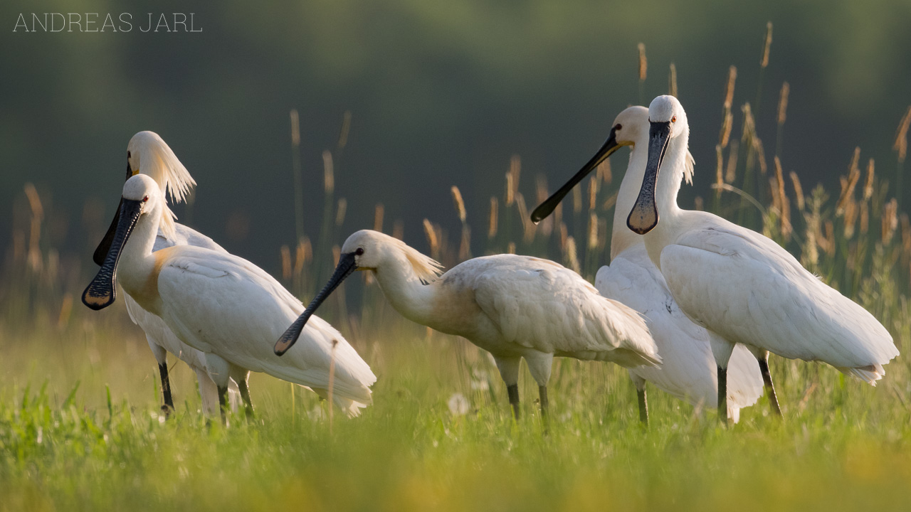 platalea_leucorodia_3403