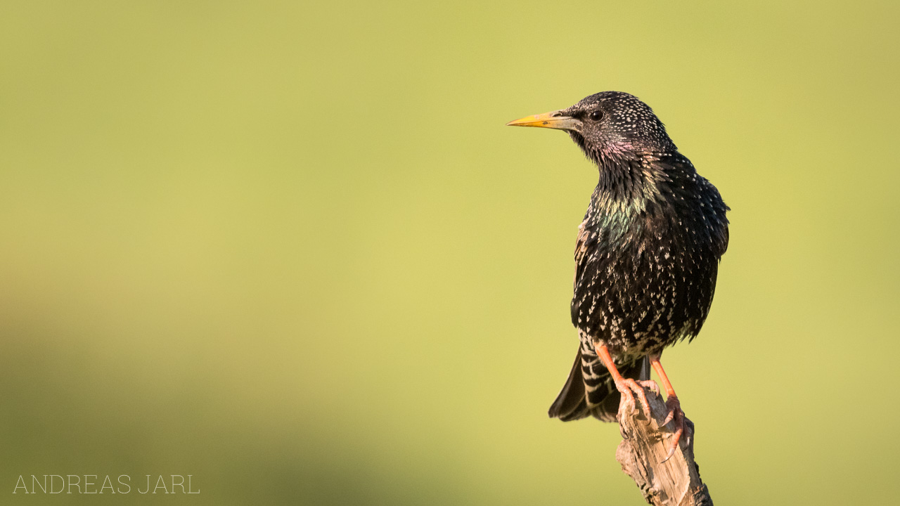 sturnus_vulgaris_3416