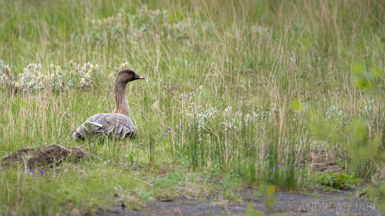 anser_brachyrhynchus_3031