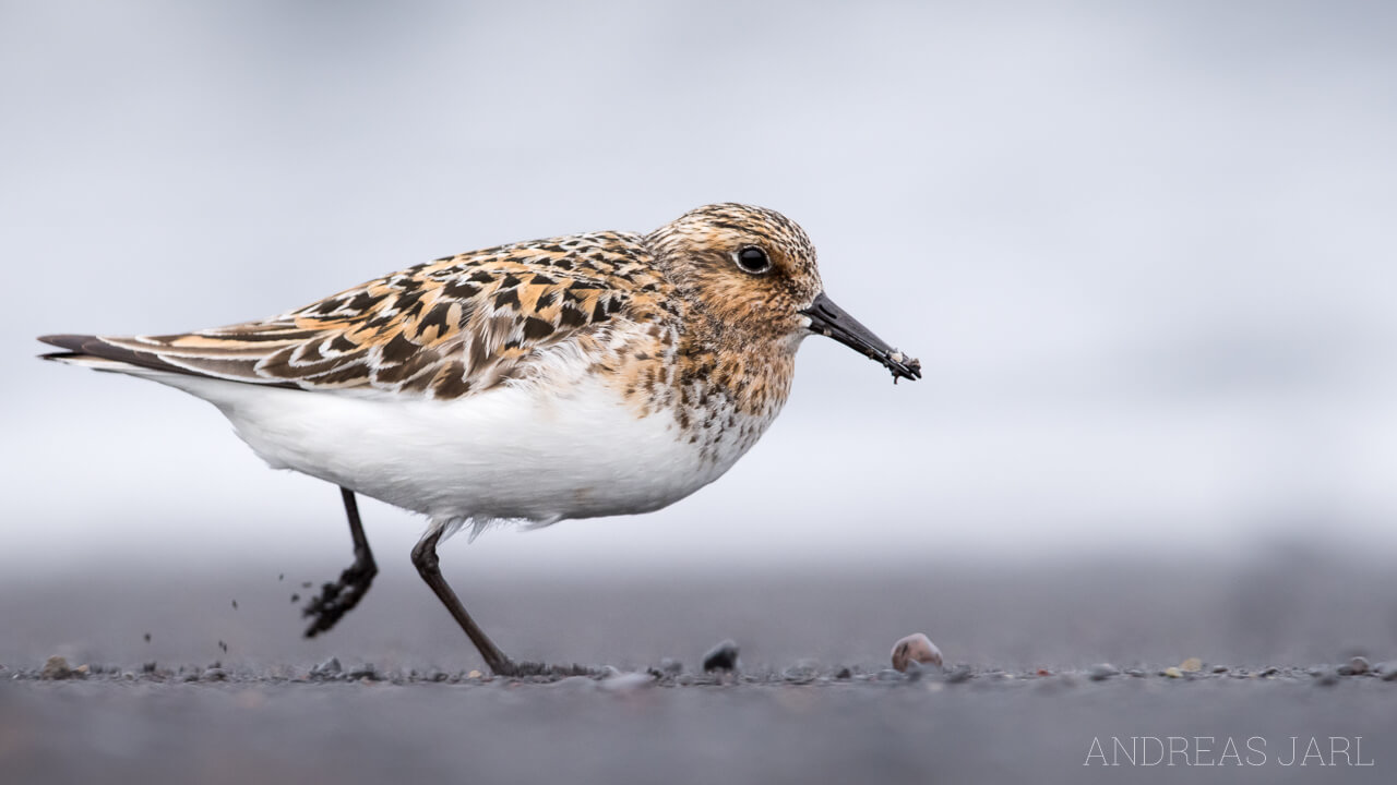 calidris_alba_2997