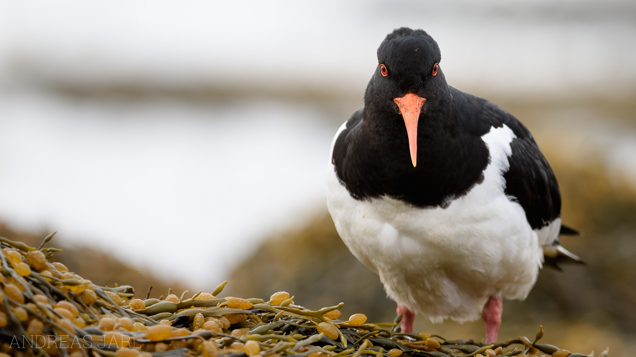 haematopus_ostralegus_3044_dxo