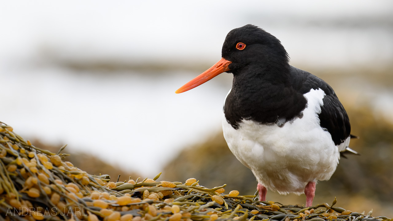 haematopus_ostralegus_3045_dxo