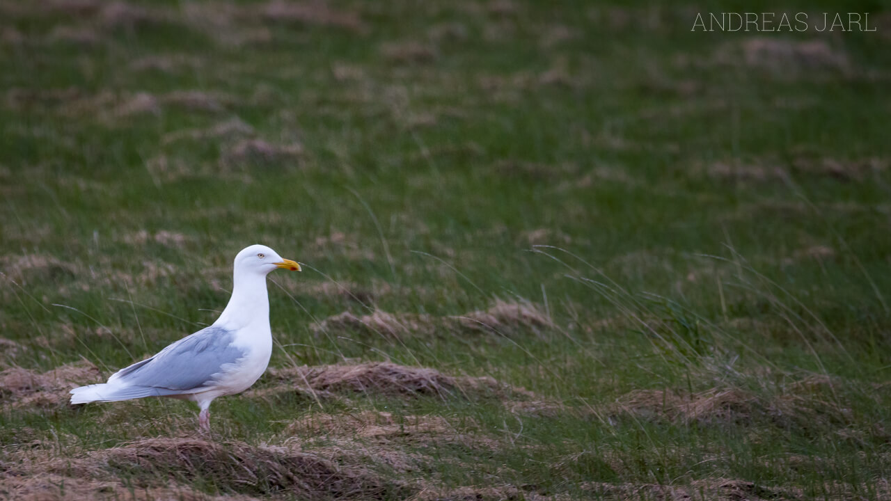 larus_hyperboreus_3094