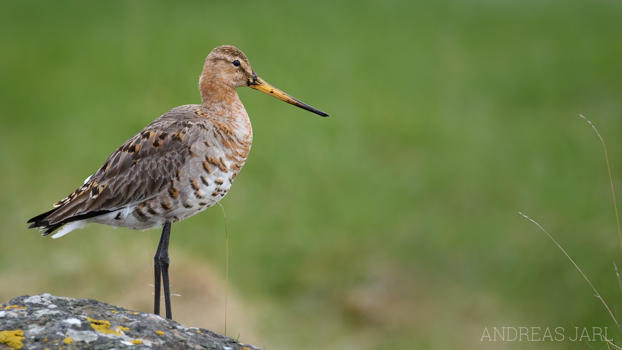 limosa_limosa_2985_dxoxd