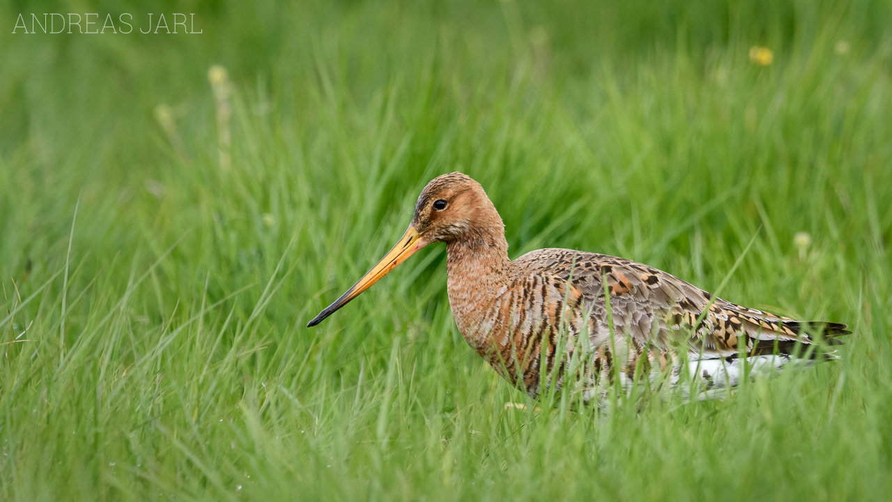 limosa_limosa_2986_dxoxd