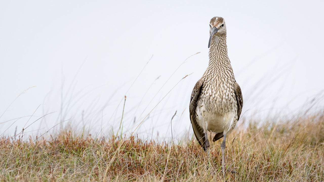 numenius_phaeopus_3014_dxo