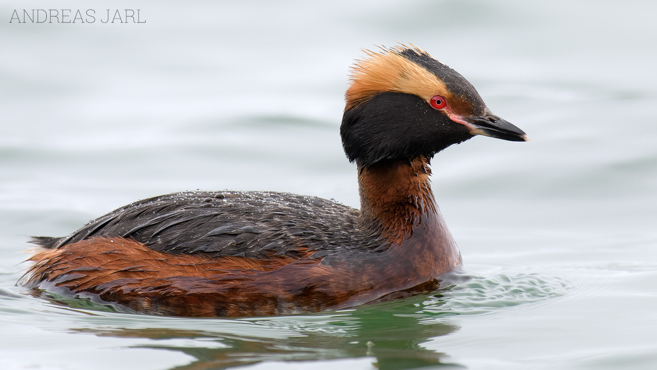 podiceps_auritus_3073_dxo