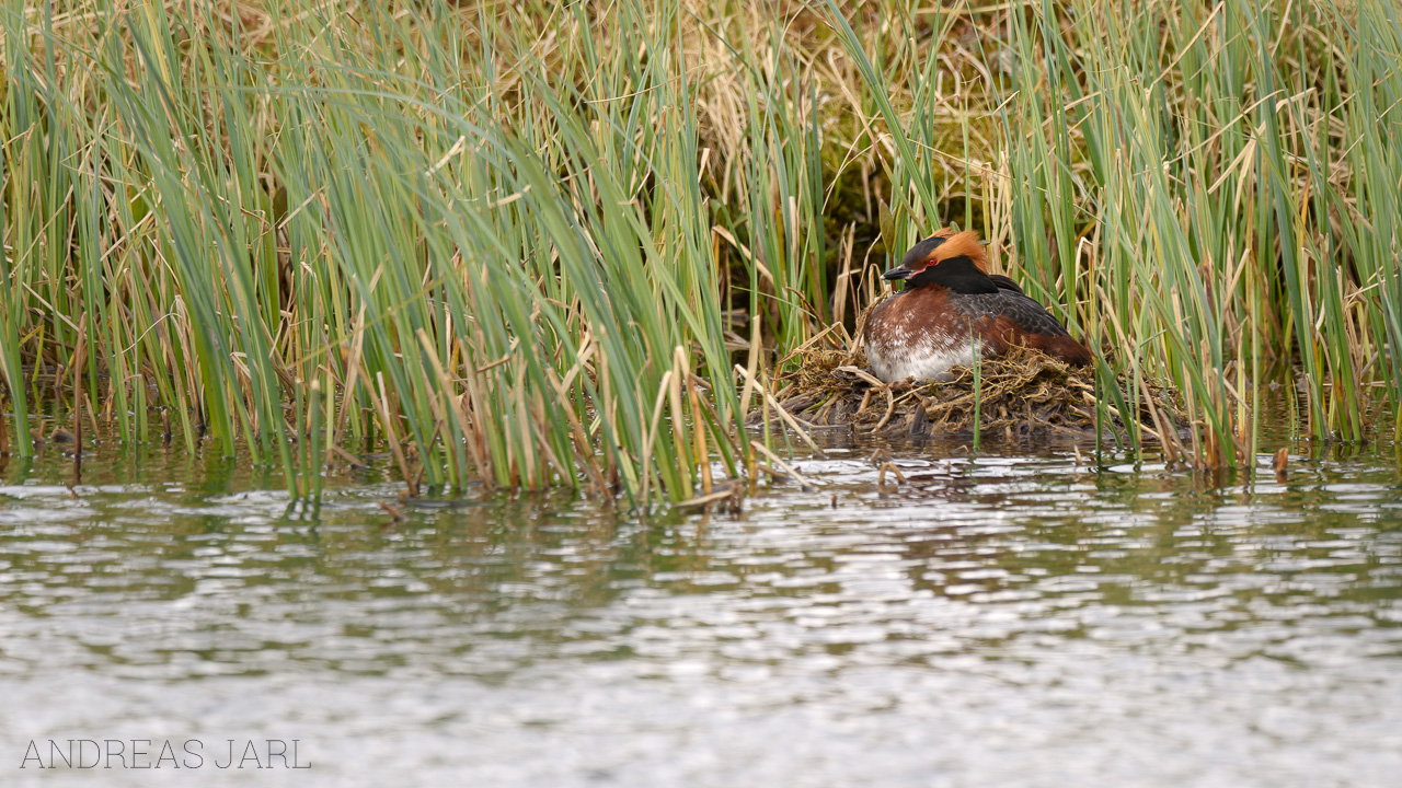 podiceps_auritus_3074_dxo