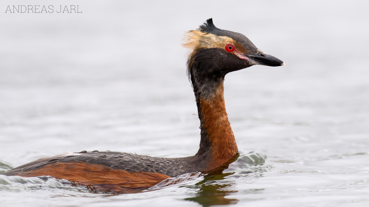 podiceps_auritus_3075_dxo