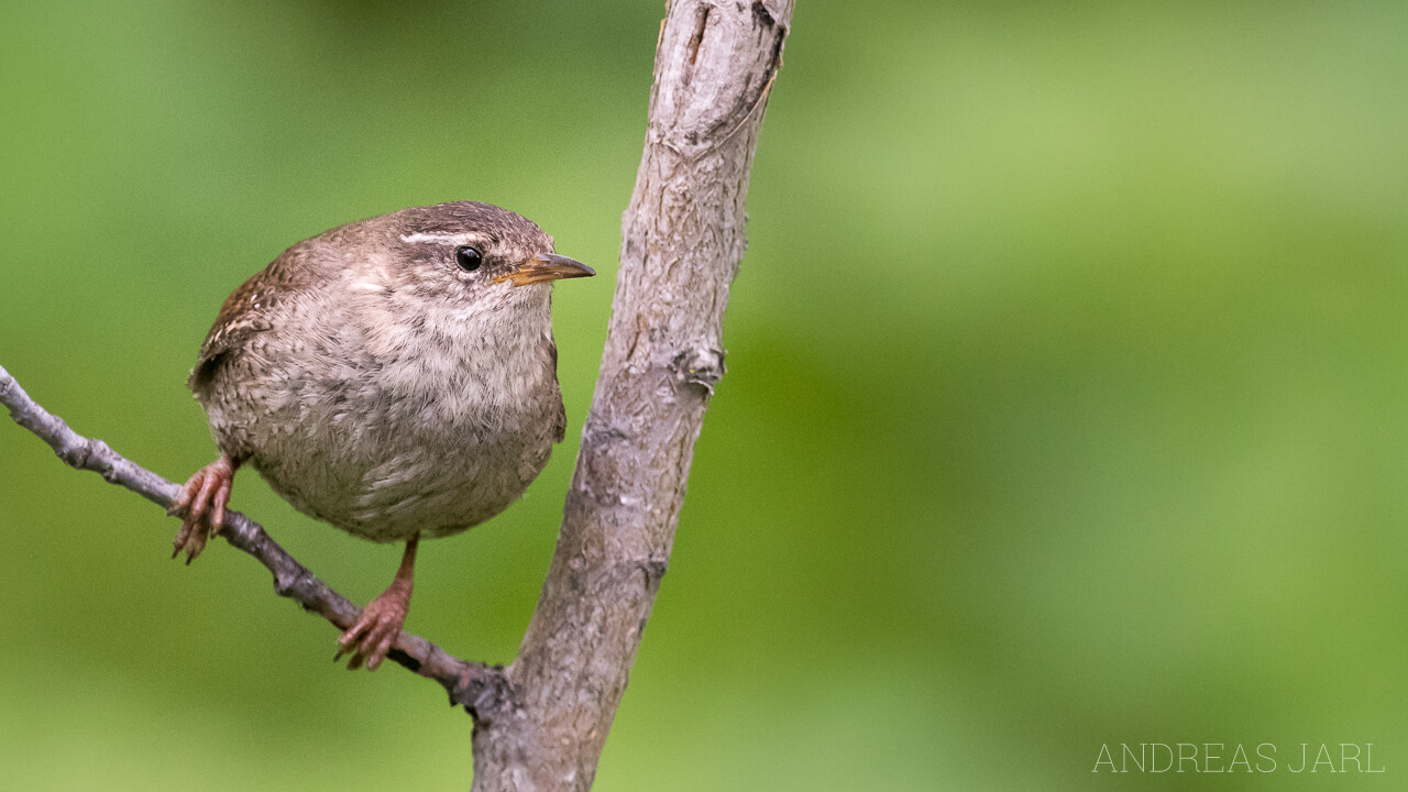 troglodytes_troglodytes_2923