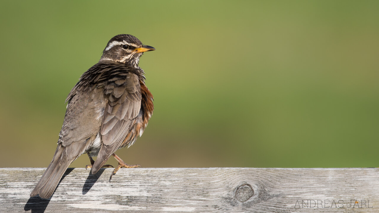 turdus_iliacus_2988