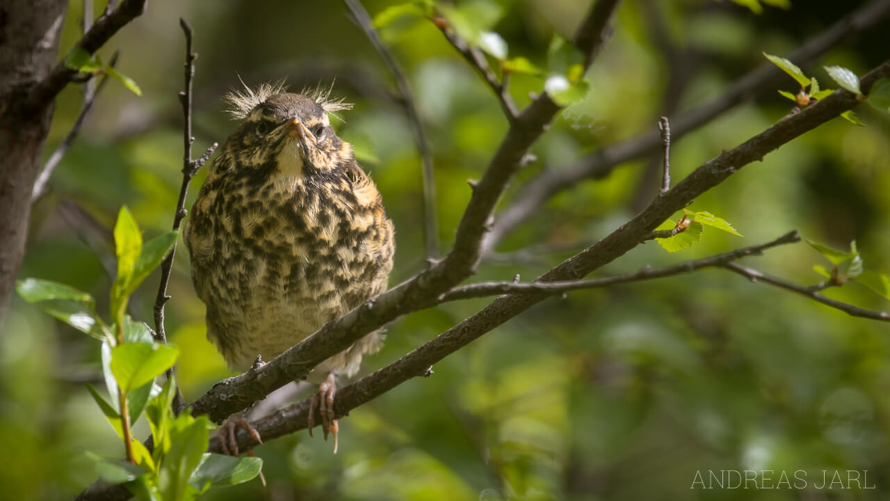 turdus_iliacus_2991