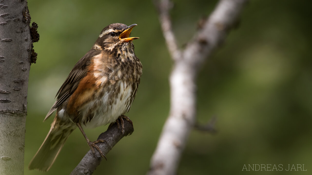 turdus_iliacus_2995