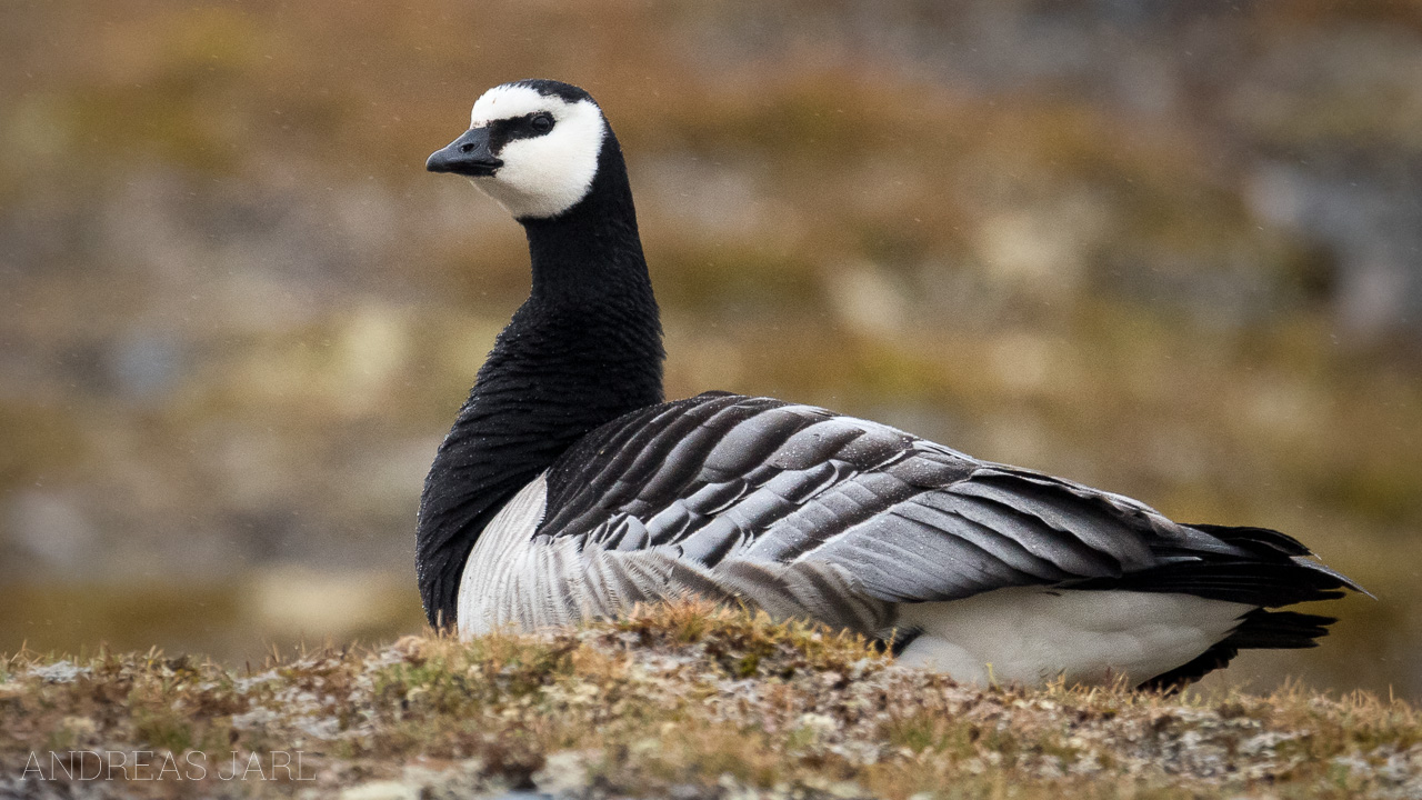 branta_leucopsis_4029